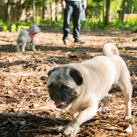 Dog in park | Creekstone Village